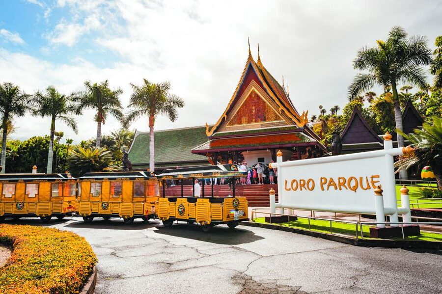 Tenerife: Loro Parque & Siam Park Entry Ticket with Transfer - Loro Parque: Orcas, Orchid Garden, and Animal Shows That Actually Matter