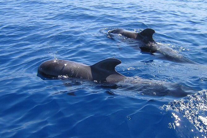 Tenerife Los Cristianos: Whale and Dolphin Eco-Yacht and Swim Stop - Key highlights you will feel on the day