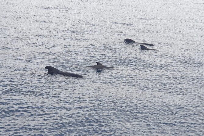 Tenerife Los Cristianos: Whale and Dolphin Eco-Yacht and Swim Stop - Blue Boat comfort and what the certificate means