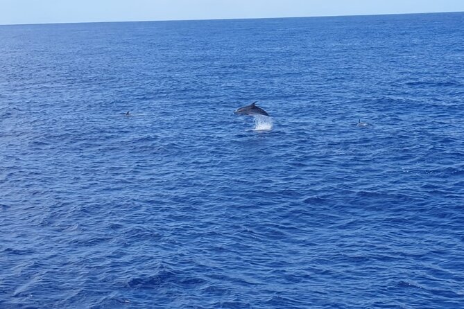 Tenerife Los Cristianos: Whale and Dolphin Eco-Yacht and Swim Stop - The swim and snorkel stop: fun when the sea cooperates