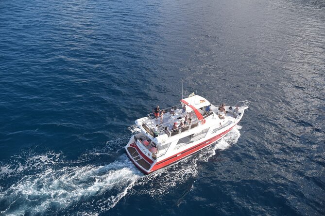 Tenerife Los Cristianos: Whale and Dolphin Eco-Yacht and Swim Stop - Price and value: $18.10 for a real sea outing