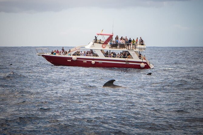 Tenerife Los Cristianos: Whale and Dolphin Eco-Yacht and Swim Stop - Getting aboard on time: the gate is strict