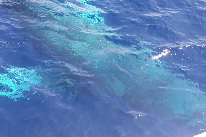 Tenerife Los Cristianos: Whale and Dolphin Eco-Yacht and Swim Stop - Small group feel on a max 95 vessel
