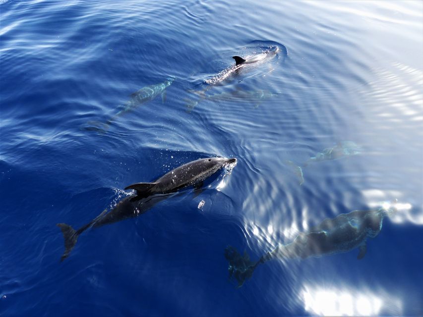 Tenerife: Los Gigantes Whale Watching Cruise by Sail Boat - Key things to know before you go