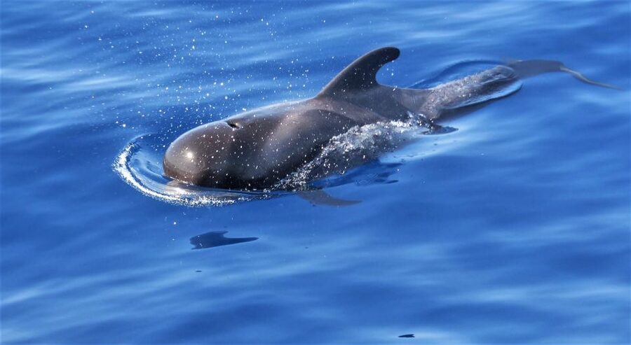 Tenerife: Los Gigantes Whale Watching Cruise by Sail Boat - Meet the boat: where the cruise starts and how the day moves