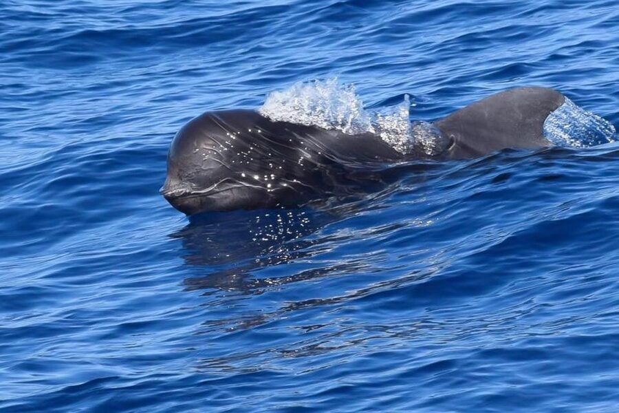 Tenerife: Luxury Private Whale & Dolphin Watching Tour - Private Sailing Yacht Time From Puerto Colon (3 to 6 Hours)
