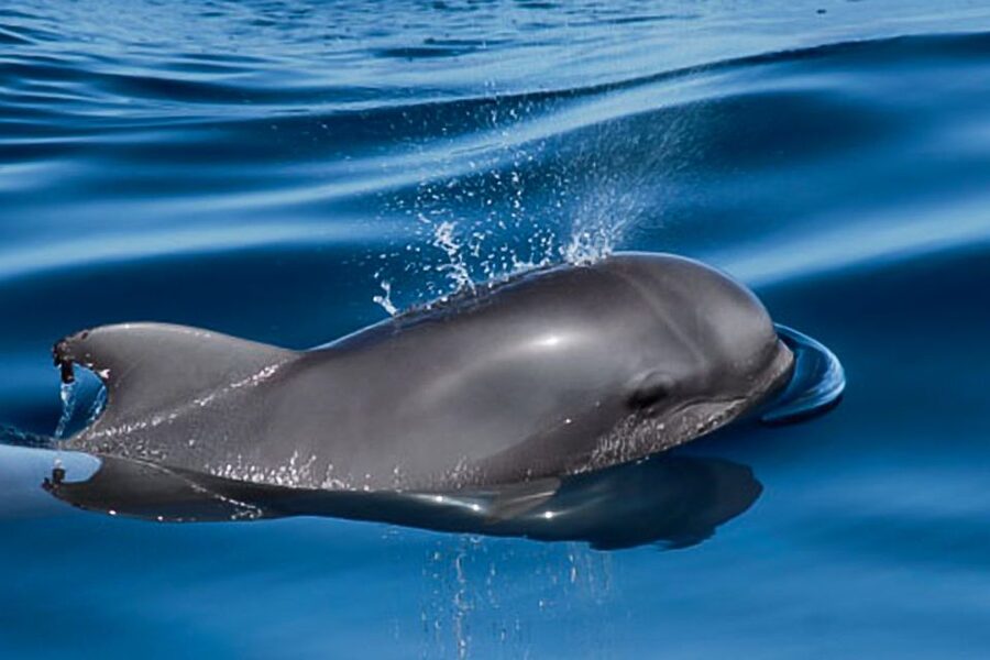Tenerife: Luxury Private Whale & Dolphin Watching Tour - Who This Tenerife Whale and Dolphin Tour Suits Best
