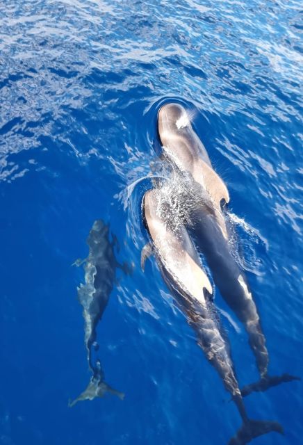 Tenerife: Marine-Life Tour with Transfer, Buffet and Drinks - Coastline Views After the Bay Stop: Mountain and Beach Vantage Points