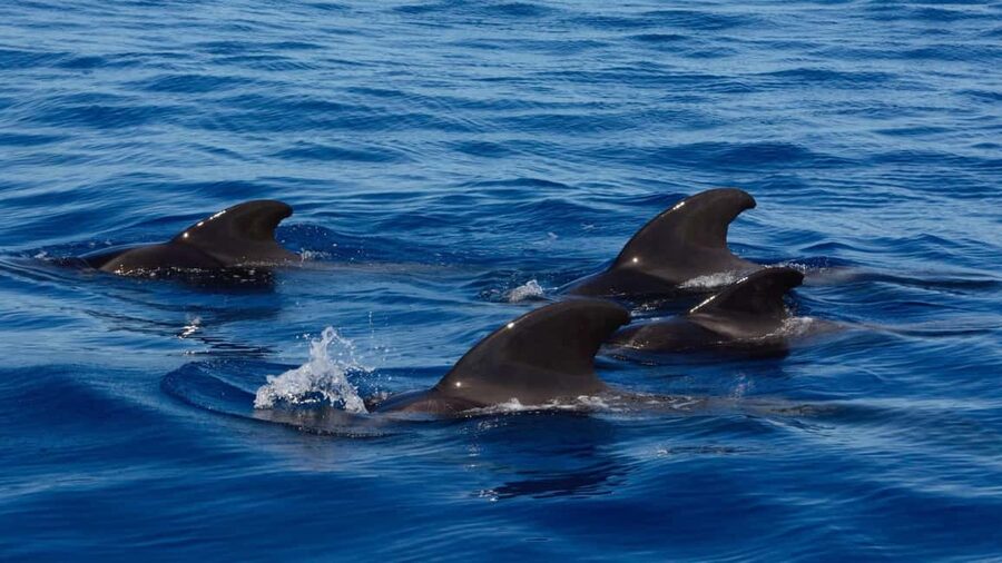 Tenerife: Ocean Pack Jet Ski and Yacht Whale Watching - Why this Tenerife combo works: jet ski plus whale watching in one half-day