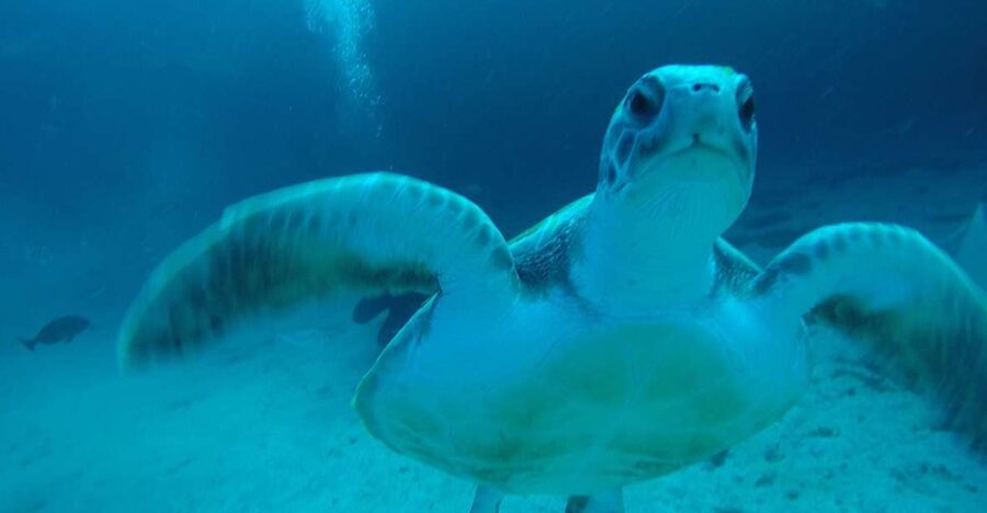 Tenerife : Private Dive for Beginners from a Boat - Tenerife’s Boat Setup Works Well for First-Time Scuba