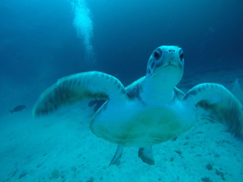 Tenerife : Private Dive for Beginners from a Boat - Coaching That Feels Patient, Especially If You’re a Bit Anxious