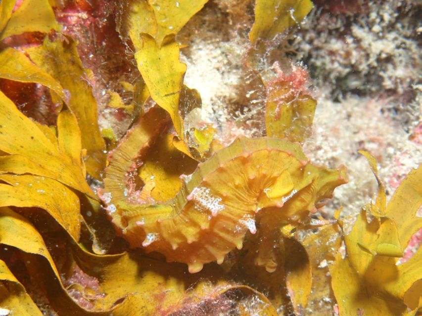 Tenerife : Private Dive for Beginners from a Boat - Underwater Wildlife and Scenery: What You Can Realistically Expect