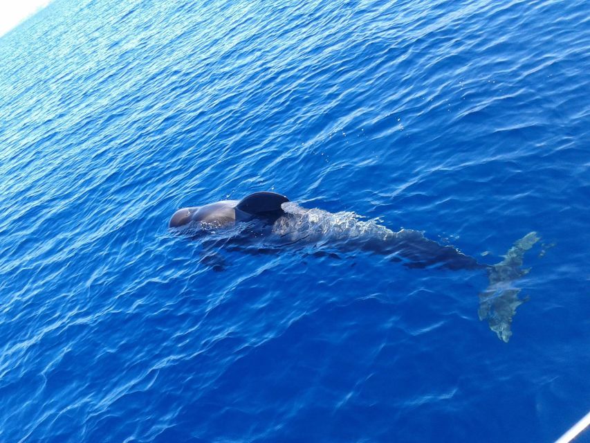 Tenerife: Private or Group 3 Hour Sailing Cruise with Drinks - Cetacean watching that feels real: dolphins, whales, and sea turtles