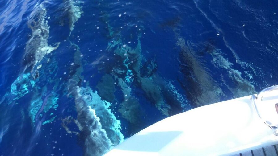 Tenerife: Private or Group 3 Hour Sailing Cruise with Drinks - Price and value: why $65 can work (and where it doesn’t)