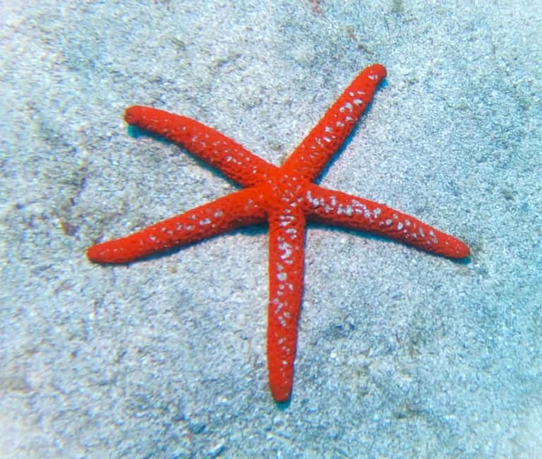 Tenerife: Private Scuba Diving–Certified Instructor & Photos - Practical Tenerife tips for a smoother experience