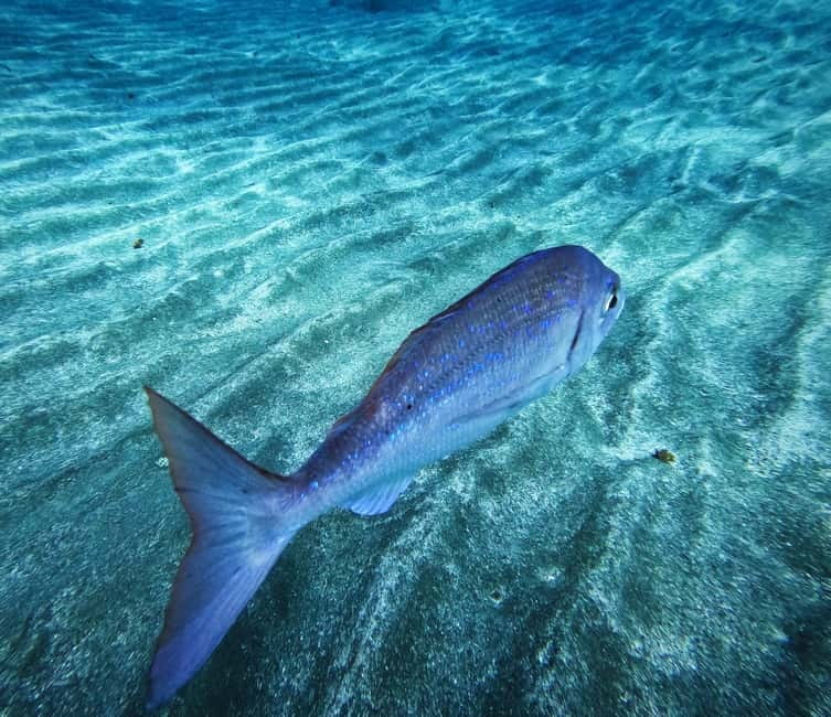 Tenerife: Private Scuba Diving–Certified Instructor & Photos - Private scuba with one certified instructor in Tenerife