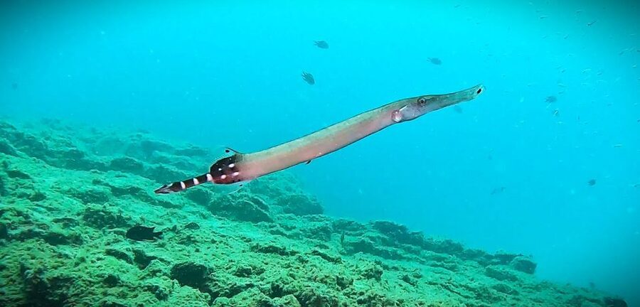 Tenerife: Private Scuba Diving–Certified Instructor & Photos - In-water experience: adapted guidance at your pace
