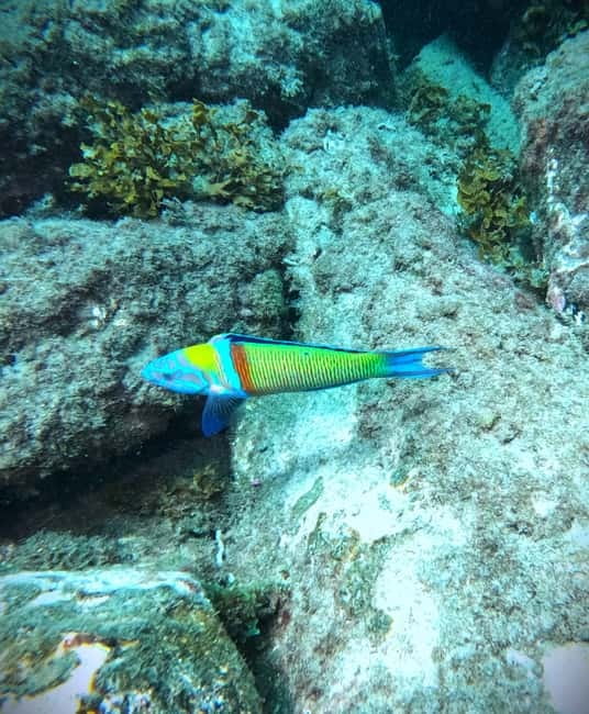 Tenerife: Private Scuba Diving–Certified Instructor & Photos - Who this suits best, and who should reconsider