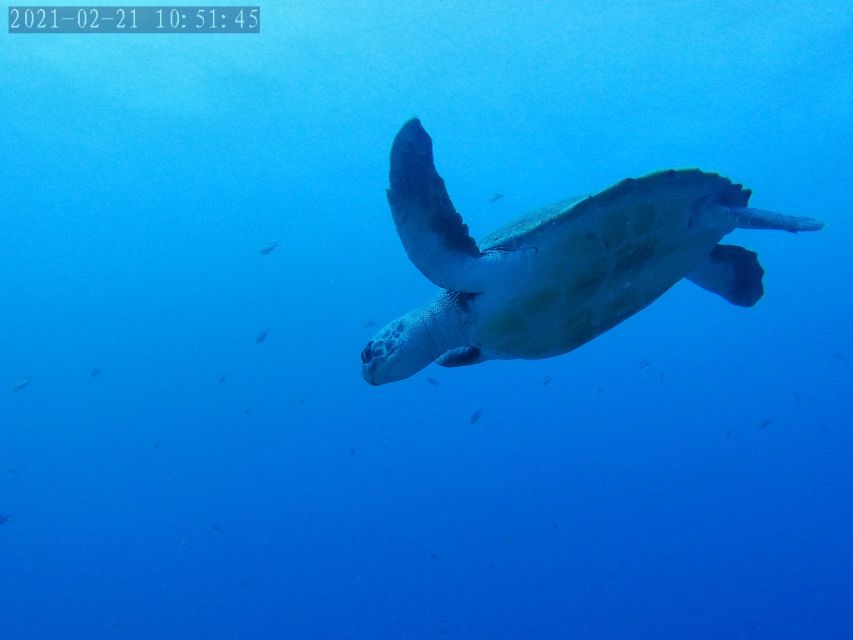 Tenerife: Puerto Colon Certified Scuba Dive by Speed Boat - Key things to know before you go