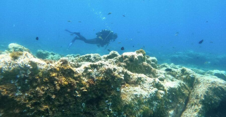 Tenerife: Puerto Colon Certified Scuba Dive by Speed Boat - Instructor quality: why it matters and what I see from the experience