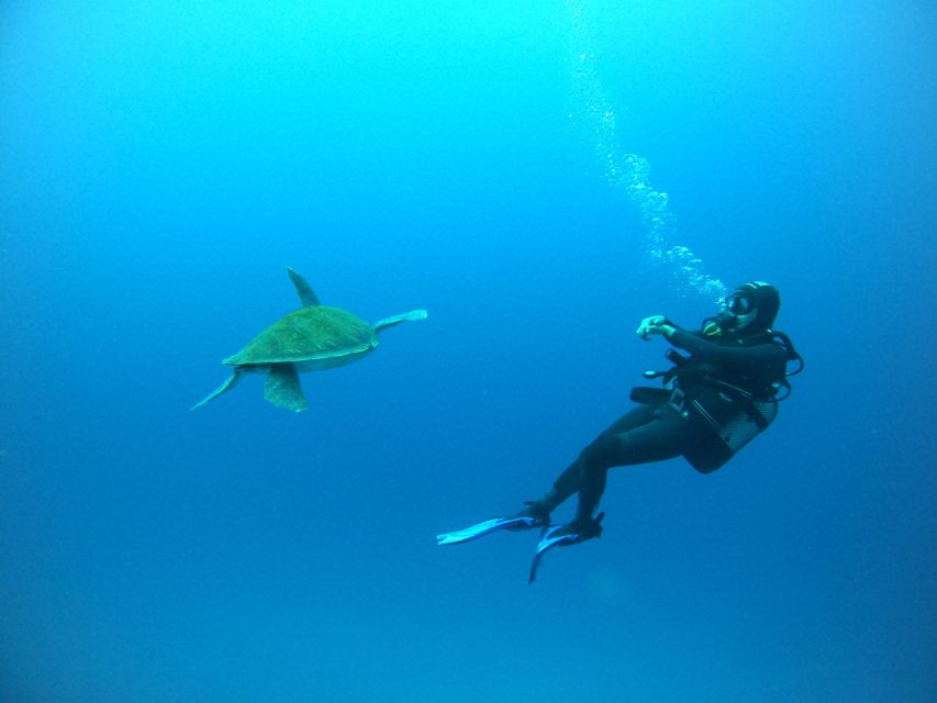 Tenerife: Puerto Colon Certified Scuba Dive by Speed Boat - Price and what $59 really buys you in Puerto Colón