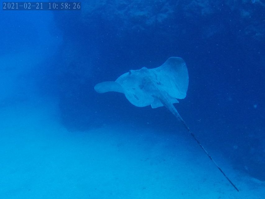 Tenerife: Puerto Colon Certified Scuba Dive by Speed Boat - The 30-minute safety briefing that sets the tone