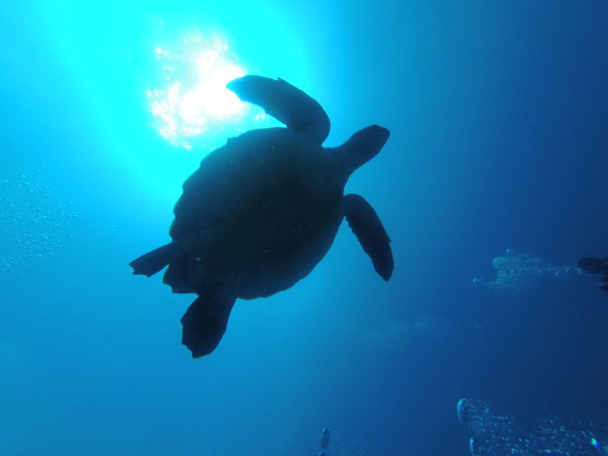 Tenerife: Puerto Colon Certified Scuba Dive by Speed Boat - Gear fitting at the center: fast, complete, and hands-on