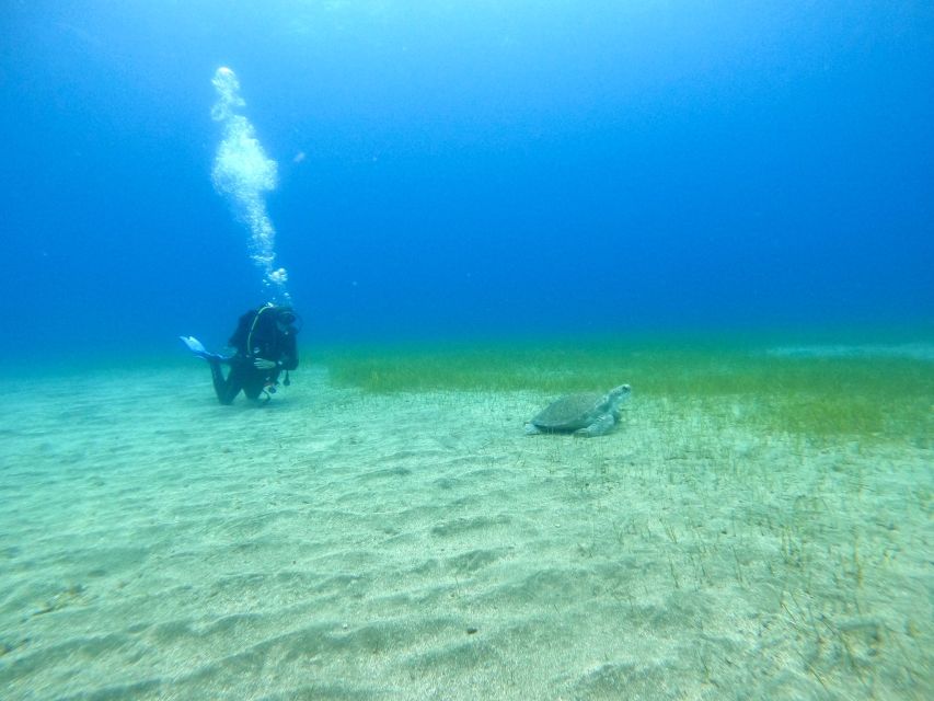 Tenerife: Puerto Colon Certified Scuba Dive by Speed Boat - Speed-boat ride timing: why 5 to 25 minutes matters