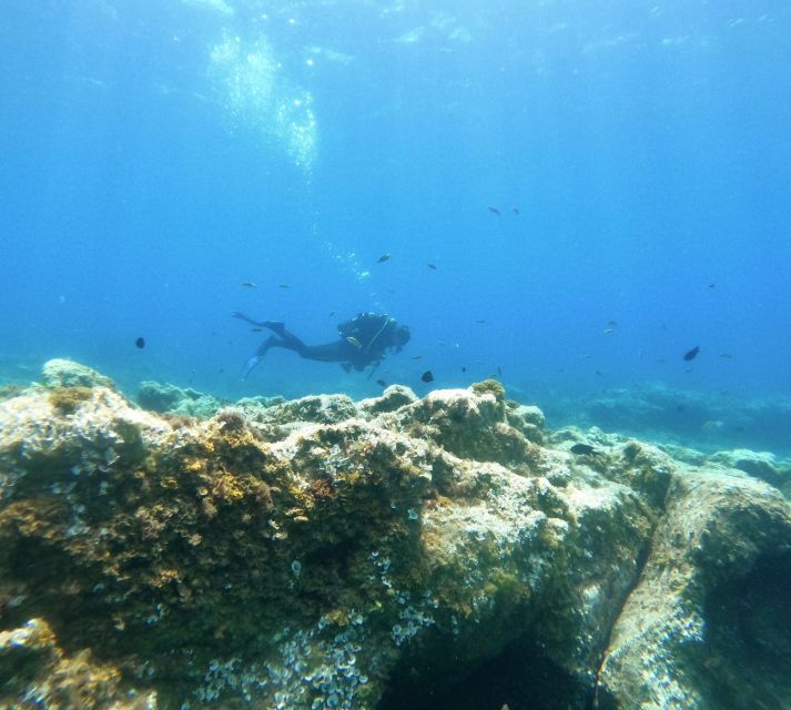 Tenerife: Puerto Colon Certified Scuba Dive by Speed Boat - Marine life viewing: what you’re actually buying with this format