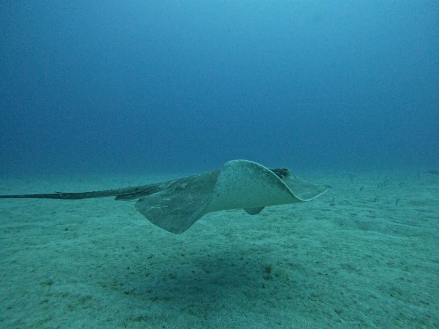 Tenerife: Puerto Colon Certified Scuba Dive by Speed Boat - The one hour in the water, plus a debrief you’ll appreciate
