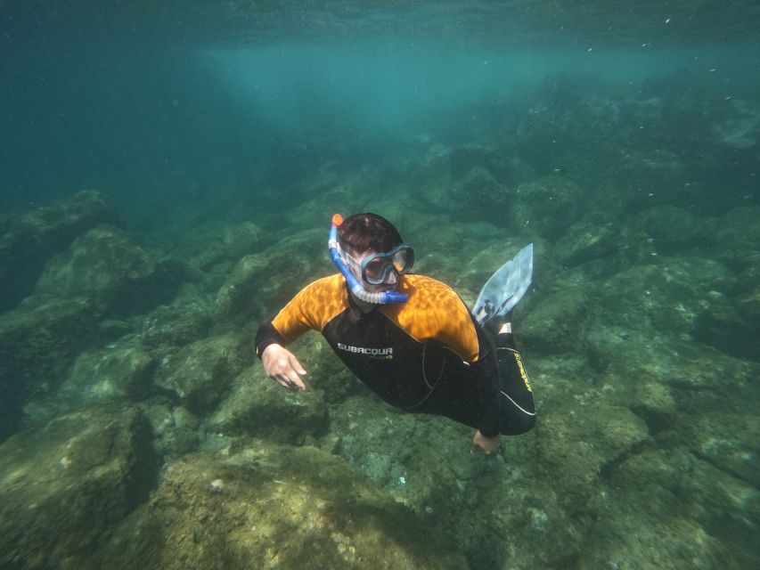 Tenerife: Puerto Colon Snorkel Safari by Speed Boat - Quick takeaways: what makes this tour worth your time