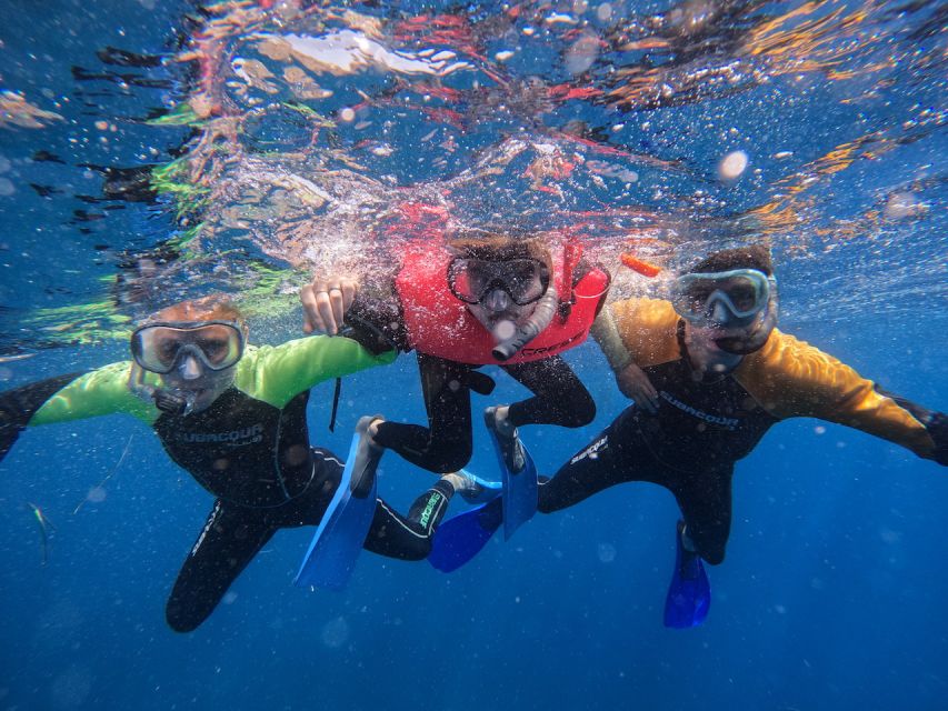Tenerife: Puerto Colon Snorkel Safari by Speed Boat - Snorkeling Time: About 50 Minutes in Clear, Warm Water