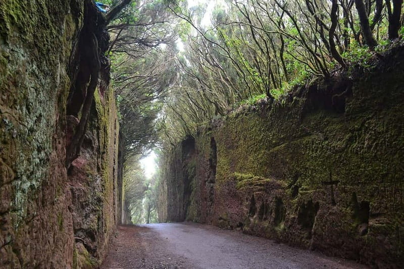 Tenerife-Puerto Cruz: Avatar Hiking, Punta Hidalgo +Cocktail - Punta del Hidalgo natural swimming pools, your 1-hour coast reset