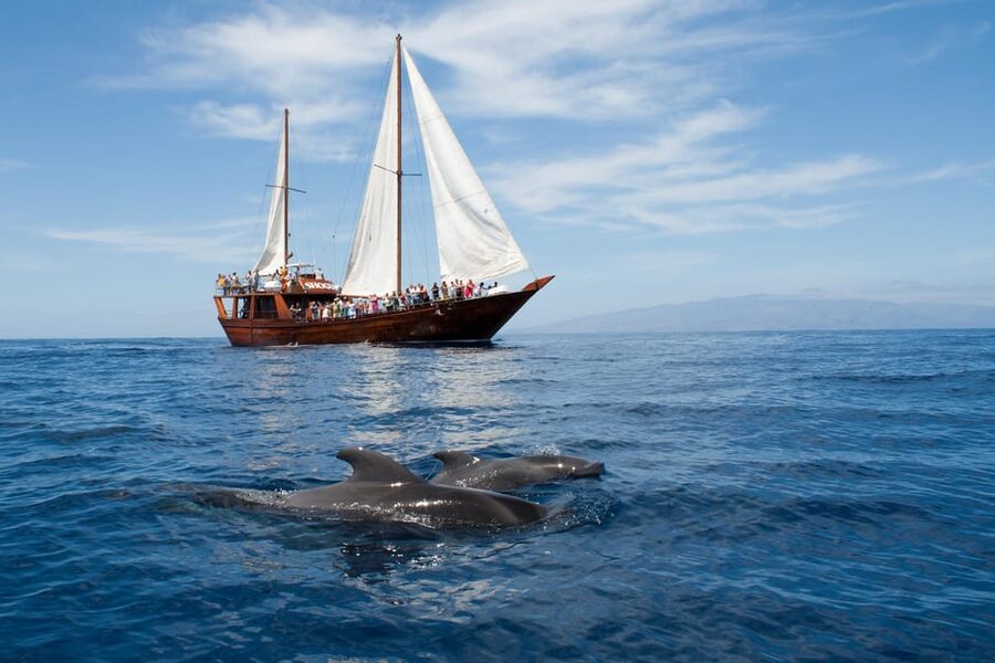 Tenerife:Respectful Whale Watching, Pirate Ship, & Swim - A Portuguese goleta cruise that feels old-school, not tour-bus boring