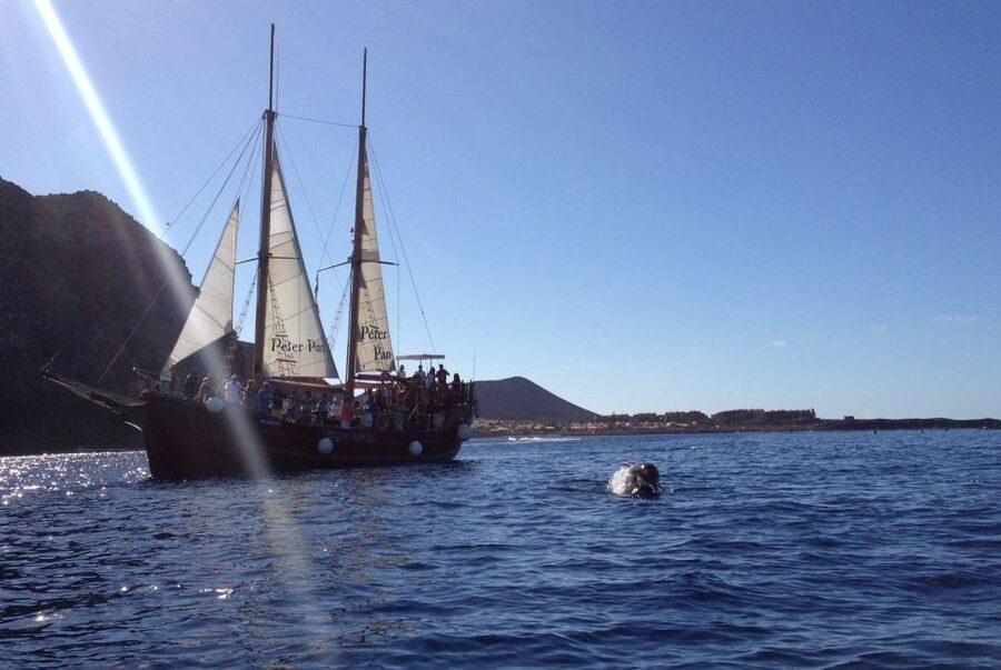 Tenerife:Respectful Whale Watching, Pirate Ship, & Swim - Who this tour is best for, and who should think twice
