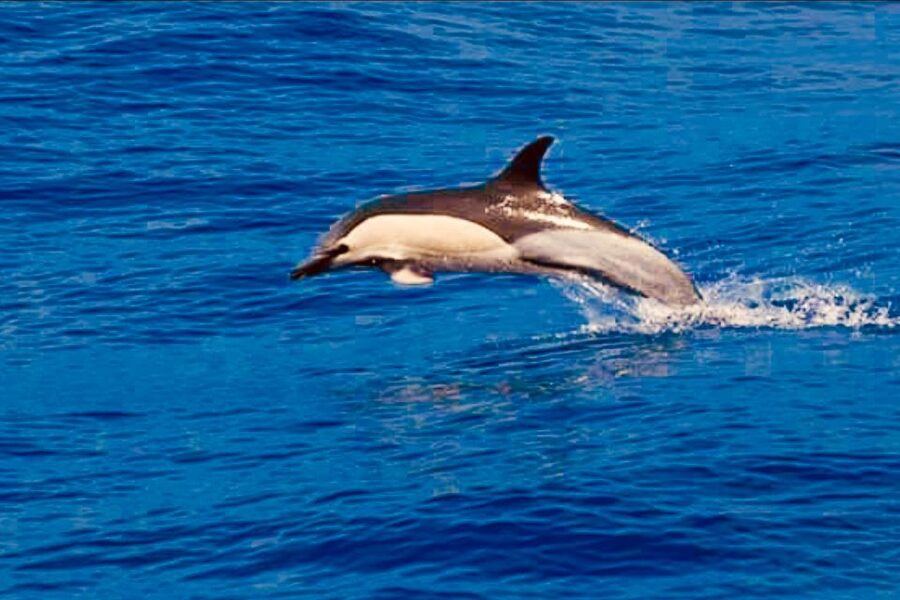 Tenerife: Sailboat Tour with Food and Snorkeling - Who should book this Tenerife sailboat with snorkeling