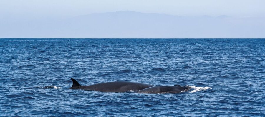 Tenerife: Sailboat Tour with Food and Snorkeling - Value check: is a $68 price point fair for this experience?