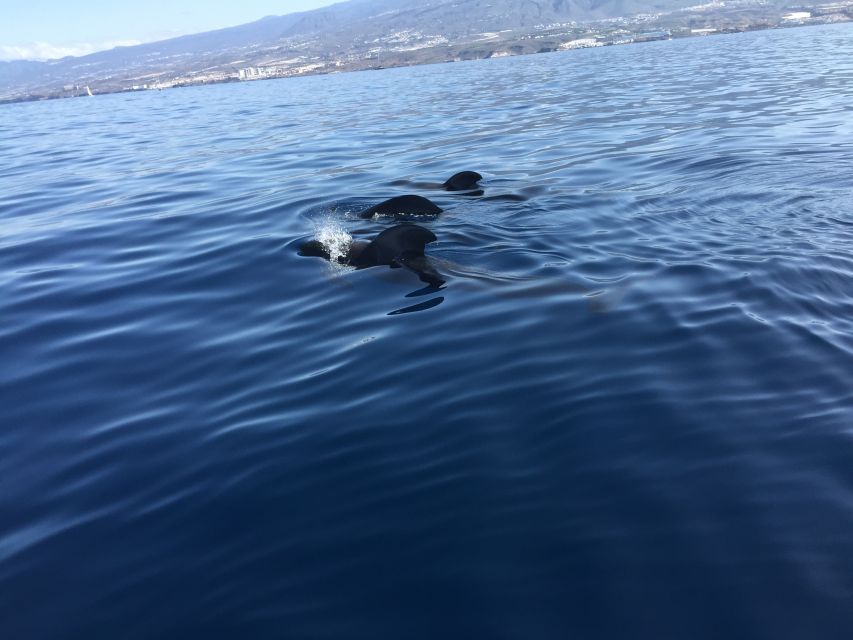 Tenerife: Sailing Excursion with Whale and Dolphin Watching - How the Crew Looks for Whales, Dolphins, and Turtles