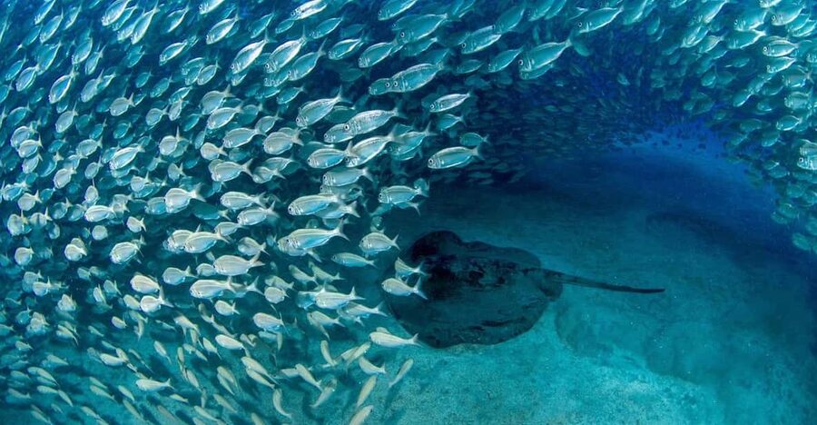 Tenerife: Scuba Diving Experience for Every Level - Playa de las Vistas: Where the Tenerife Ocean Trip Starts