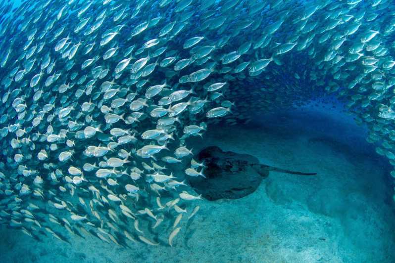 Tenerife: Scuba Diving Experience for Every Level - The Underwater Trip in Tenerife: Volcanic Views and Sea Life