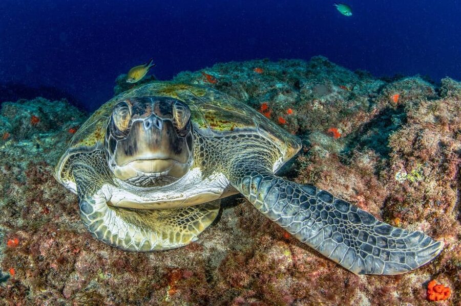 Tenerife: Scuba Diving Experience for Every Level - From Briefing to Shallow-Water Skills: How the Day Gets You Ready