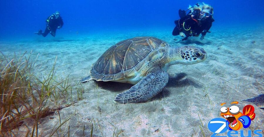 Tenerife Scuba Diving for Certified Divers - Key things I’d pencil into your plan