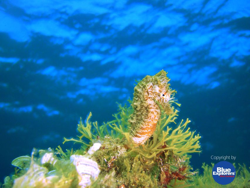 Tenerife Scuba Diving for Certified Divers - Should you book Zeus and spend your day at Abades?