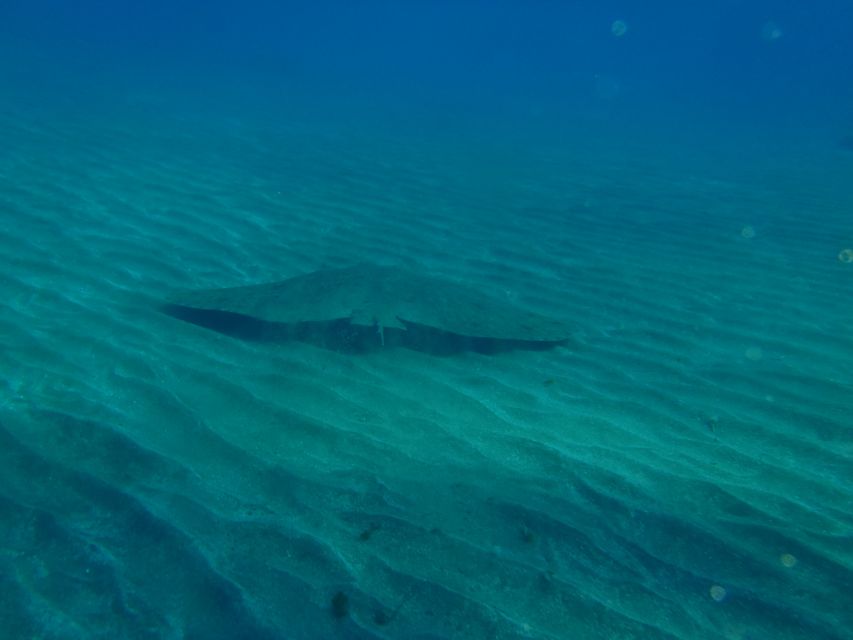 Tenerife Scuba Diving for Certified Divers - What a small group changes about your underwater day