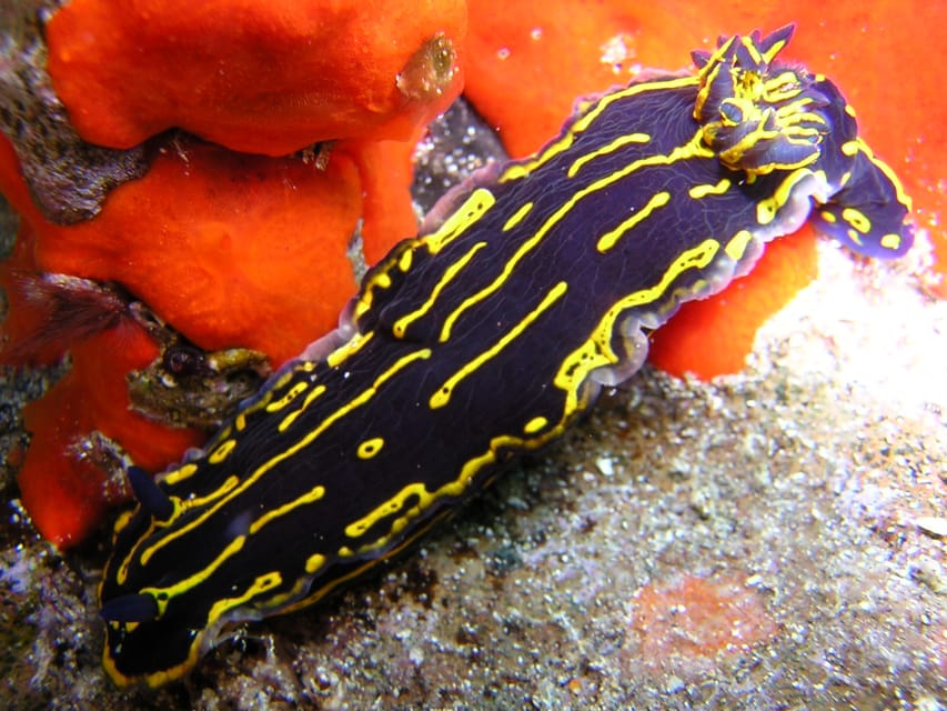 Tenerife Scuba Diving for Certified Divers - Wildlife and structures: wrecks, black coral, turtles, and volcanic rock