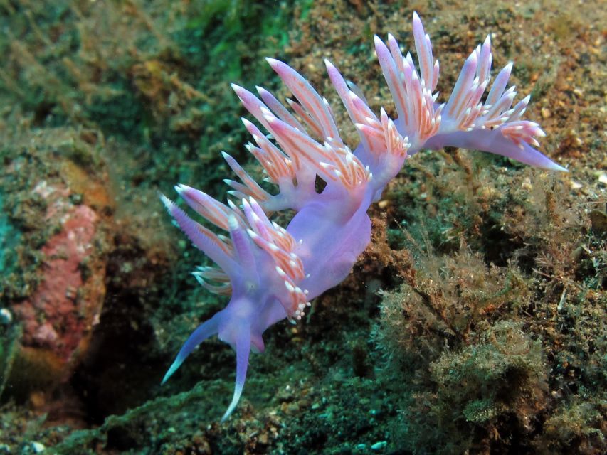 Tenerife Scuba Diving for Certified Divers - Who should book this Tenerife scuba day