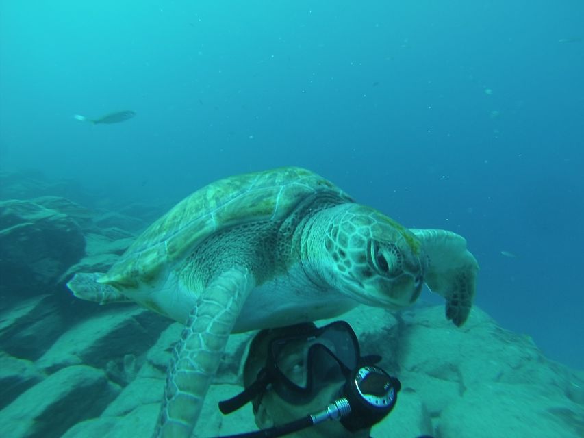 Tenerife: Scuba Diving for Certified Divers in Tenerife - Speedboat transfer: short rides, 5-20 minutes from the center