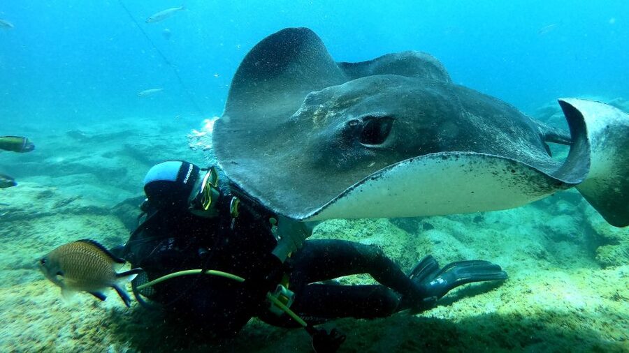 Tenerife: Scuba Diving for Certified Divers in Tenerife - Your 45-minute underwater session: visibility, Atlantic life, caves, and wrecks