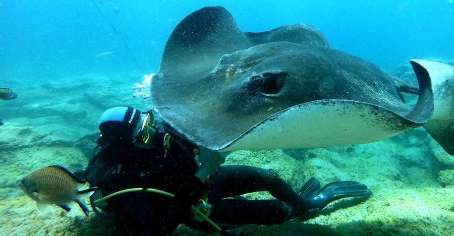 Tenerife: Scuba Diving for Certified Divers in Tenerife - 30 minutes of safety briefing, then you’re off