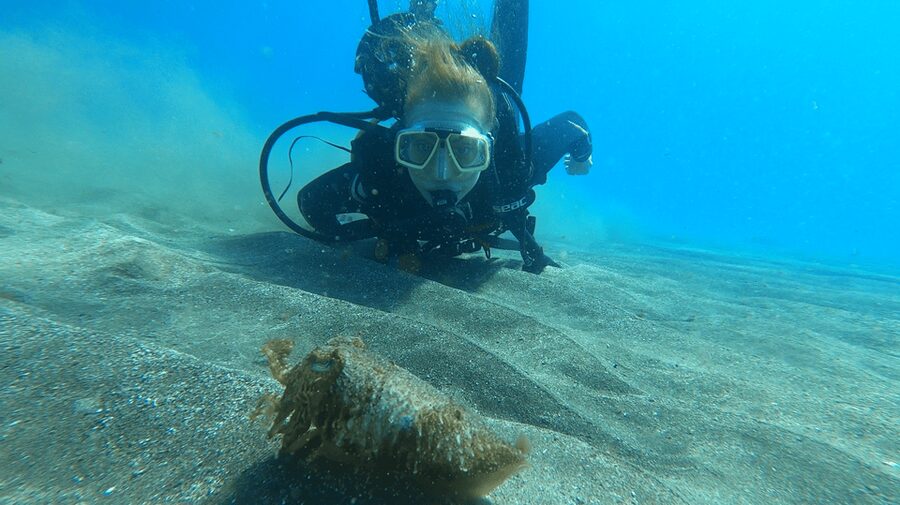 Tenerife: Scuba Diving Lesson and Abades Protected Area Dive - Key highlights you will actually care about